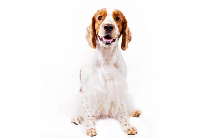 گالری تاریخچه ولش اسپرینگر اسپانیل (Welsh Springer Spaniel)