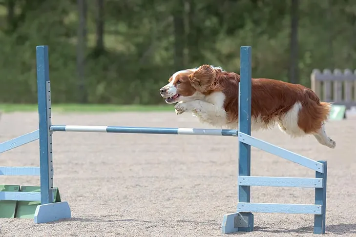 گالری تاریخچه ولش اسپرینگر اسپانیل (Welsh Springer Spaniel)