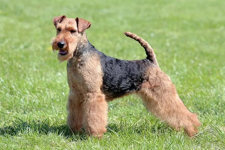 ولش تریر (Welsh Terrier)