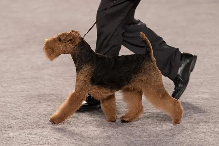 Welsh Terrier