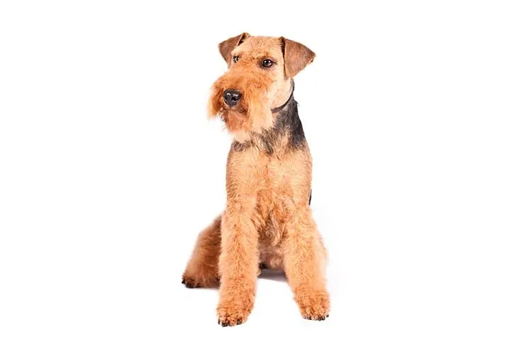 ولش تریر (Welsh Terrier)