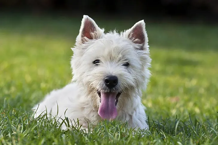 وست هایلند وایت تریر (West Highland White Terrier)