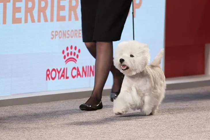 West Highland White Terrier
