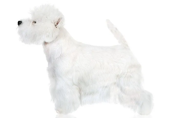 وست هایلند وایت تریر (West Highland White Terrier)