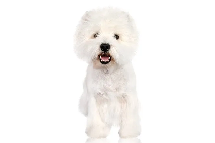 گالری تاریخچه وست هایلند وایت تریر (West Highland White Terrier)