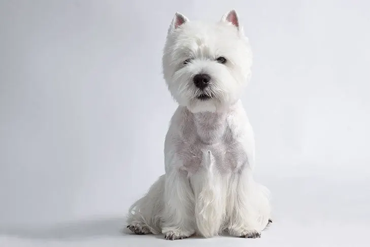گالری تاریخچه وست هایلند وایت تریر (West Highland White Terrier)