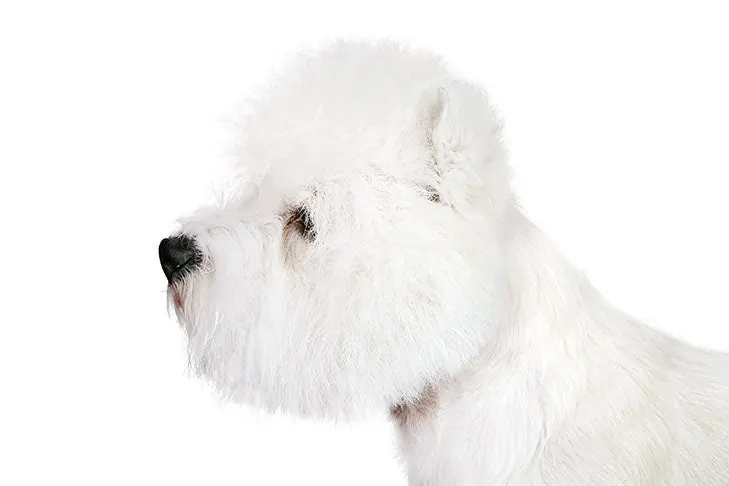 گالری تاریخچه وست هایلند وایت تریر (West Highland White Terrier)