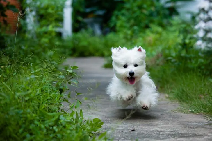 گالری تاریخچه وست هایلند وایت تریر (West Highland White Terrier)