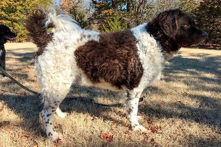 Wetterhoun