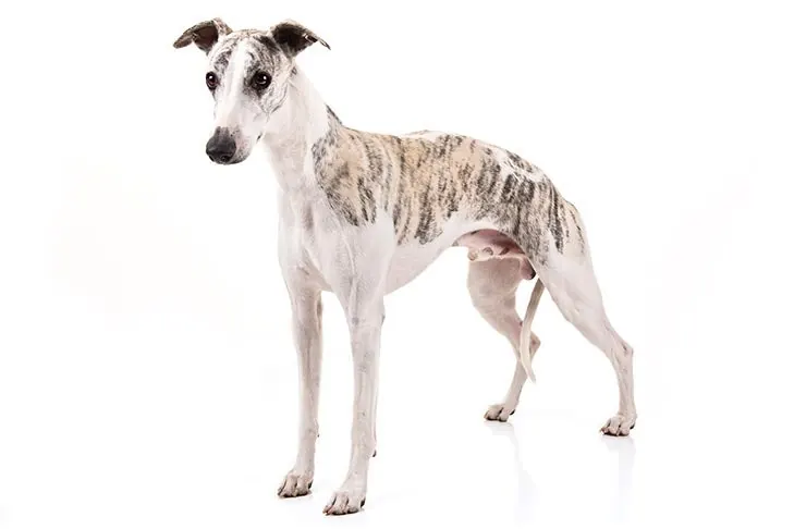 ویپت (Whippet)