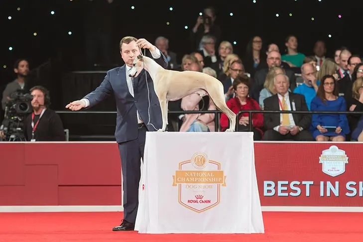 Whippet
