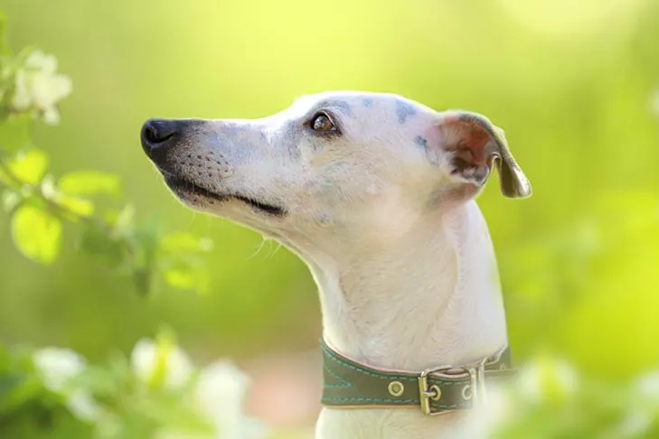 ویپت (Whippet)