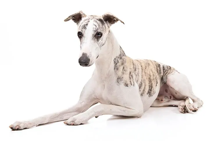 گالری تاریخچه ویپت (Whippet)