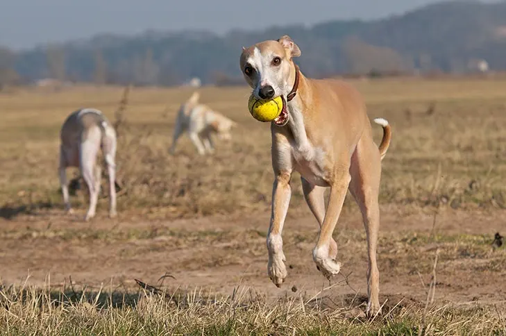 گالری تاریخچه ویپت (Whippet)