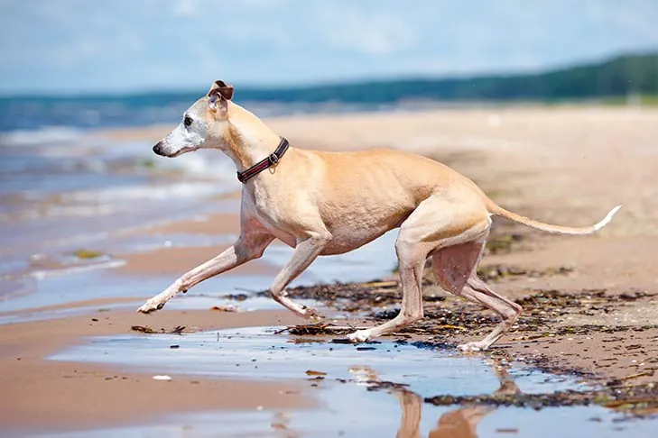 گالری تاریخچه ویپت (Whippet)