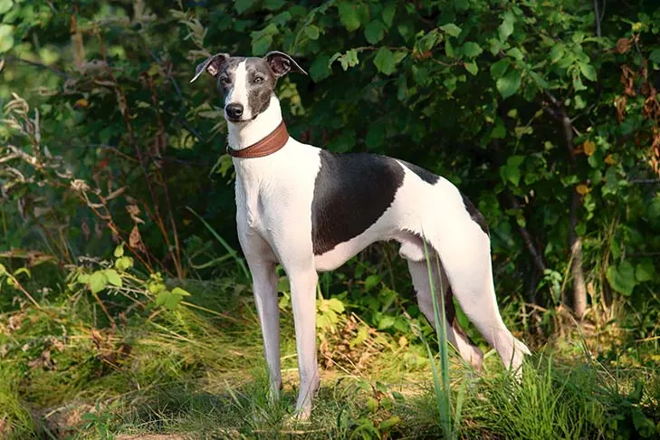 گالری تاریخچه ویپت (Whippet)