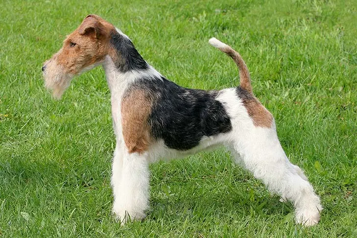 وایر فاکس تریر (Wire Fox Terrier)