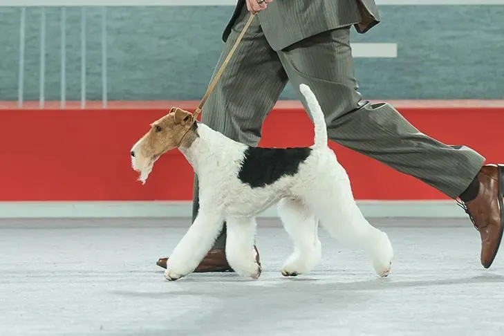 Wire Fox Terrier