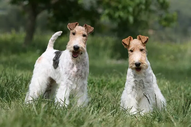 گالری تاریخچه وایر فاکس تریر (Wire Fox Terrier)