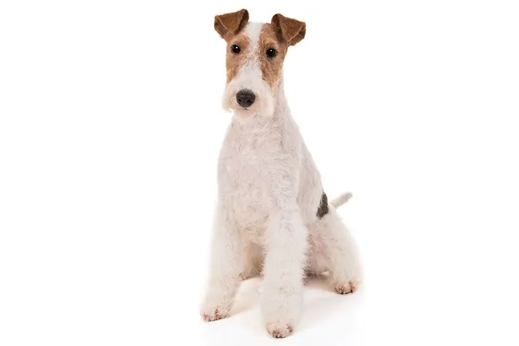 گالری تاریخچه وایر فاکس تریر (Wire Fox Terrier)