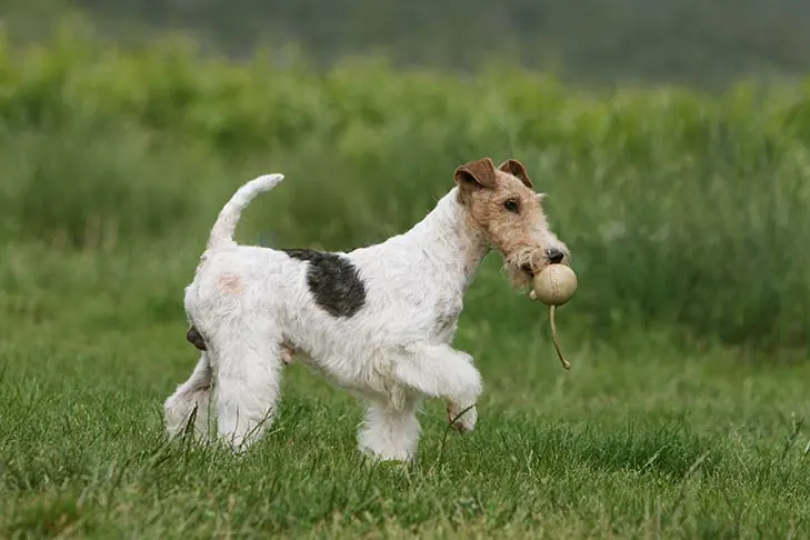 گالری تاریخچه وایر فاکس تریر (Wire Fox Terrier)