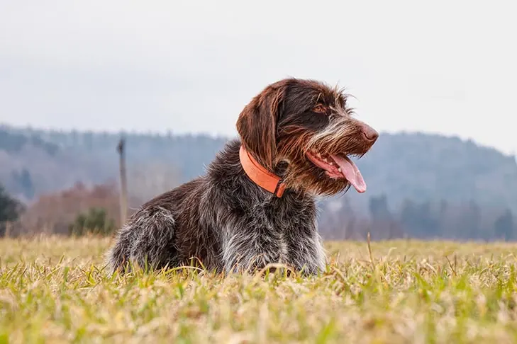 گریفون پوینتر مو سیمی (Wirehaired Pointing Griffon)