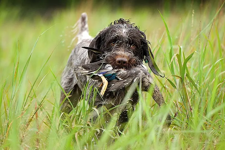 Wirehaired Pointing Griffon