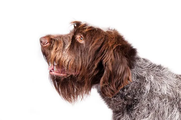 گالری تاریخچه گریفون پوینتر مو سیمی (Wirehaired Pointing Griffon)
