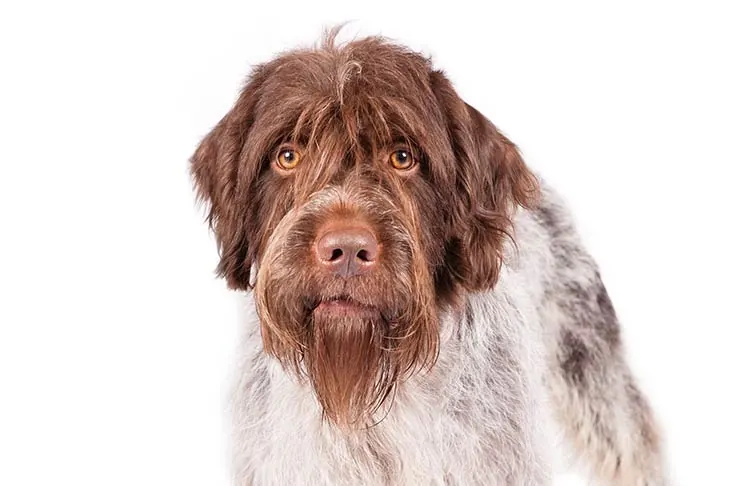 گالری تاریخچه گریفون پوینتر مو سیمی (Wirehaired Pointing Griffon)