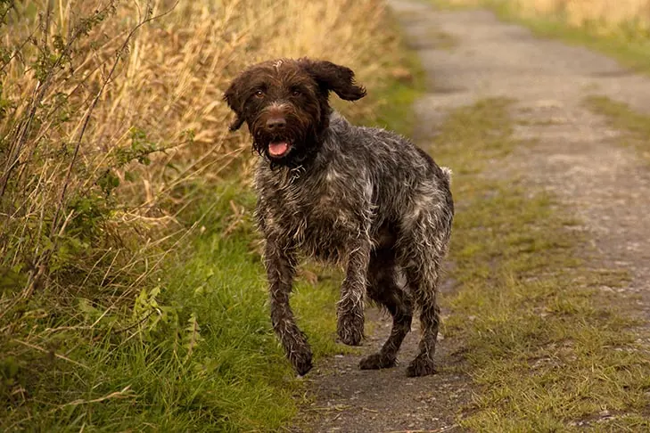 گالری تاریخچه گریفون پوینتر مو سیمی (Wirehaired Pointing Griffon)