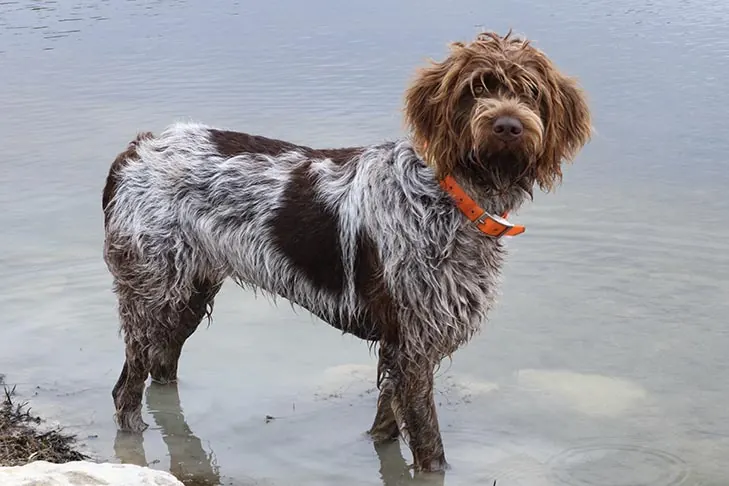گالری تاریخچه گریفون پوینتر مو سیمی (Wirehaired Pointing Griffon)