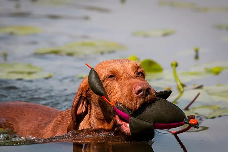 ویزلای مو سیمی (Wirehaired Vizsla)