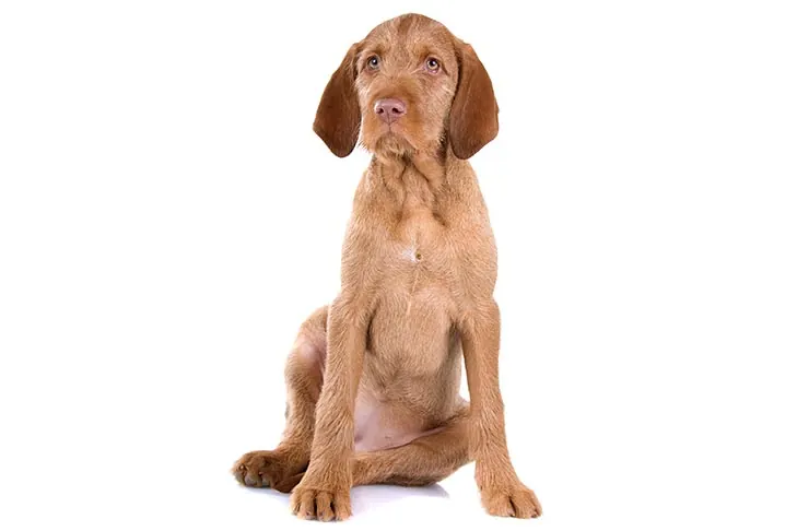 ویزلای مو سیمی (Wirehaired Vizsla)