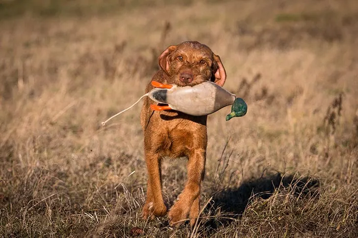 گالری تاریخچه ویزلای مو سیمی (Wirehaired Vizsla)