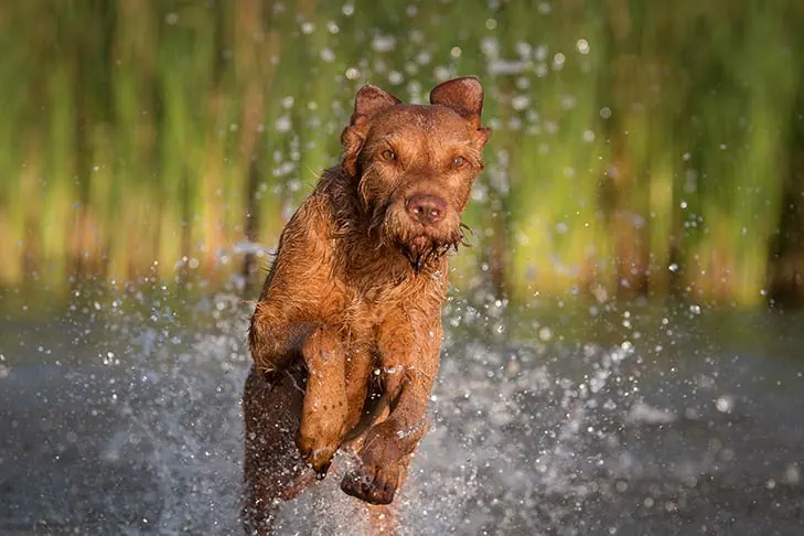 گالری تاریخچه ویزلای مو سیمی (Wirehaired Vizsla)