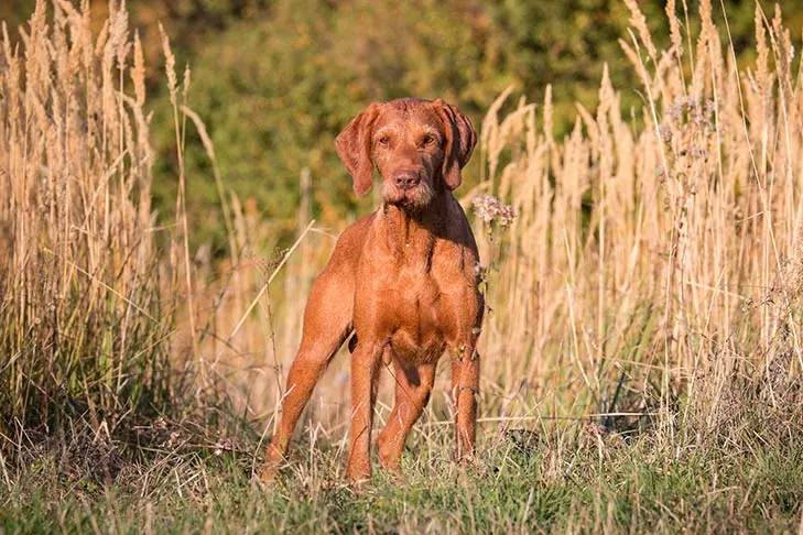 گالری تاریخچه ویزلای مو سیمی (Wirehaired Vizsla)