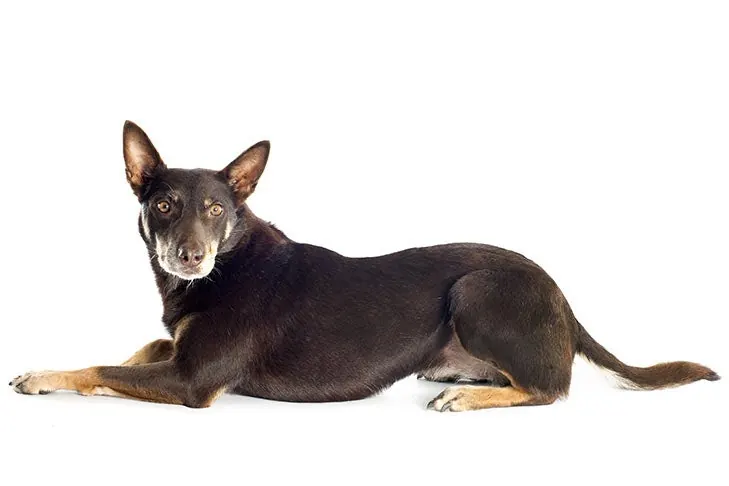 کلپی کاری (Working Kelpie)