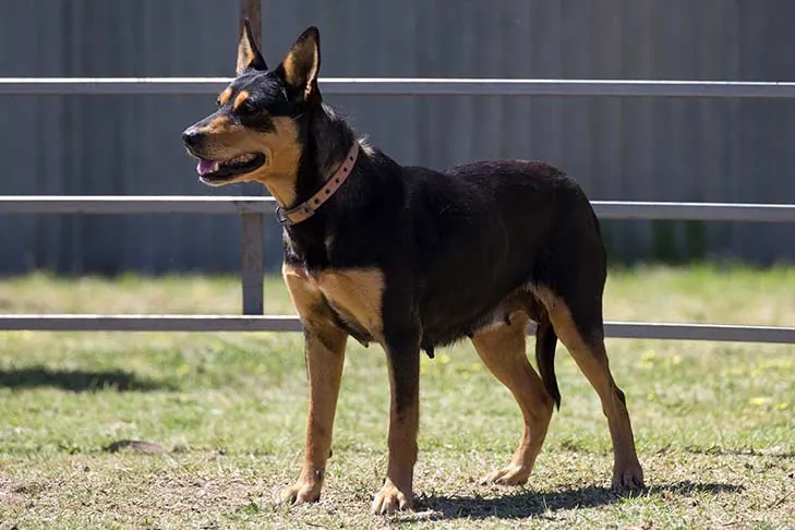 Working Kelpie