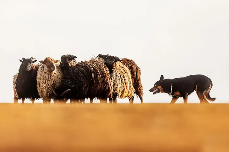 کلپی کاری (Working Kelpie)