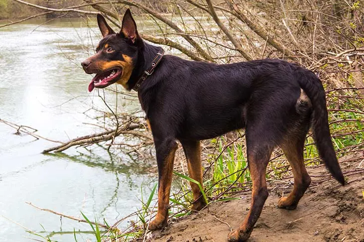 گالری تاریخچه کلپی کاری (Working Kelpie)