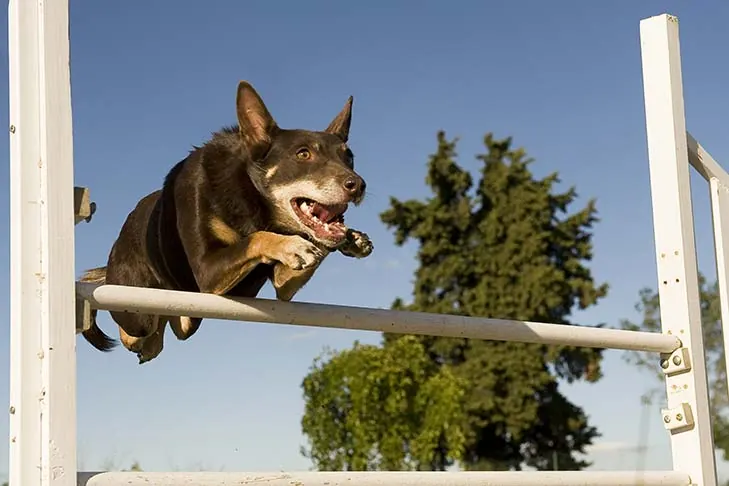 گالری تاریخچه کلپی کاری (Working Kelpie)