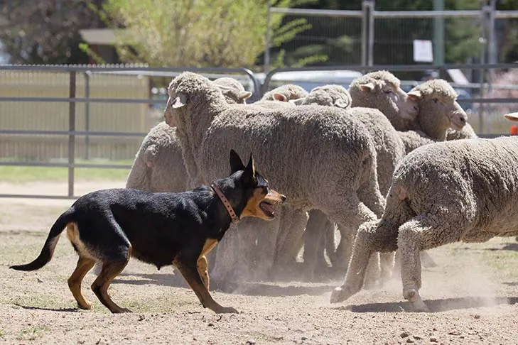 گالری تاریخچه کلپی کاری (Working Kelpie)