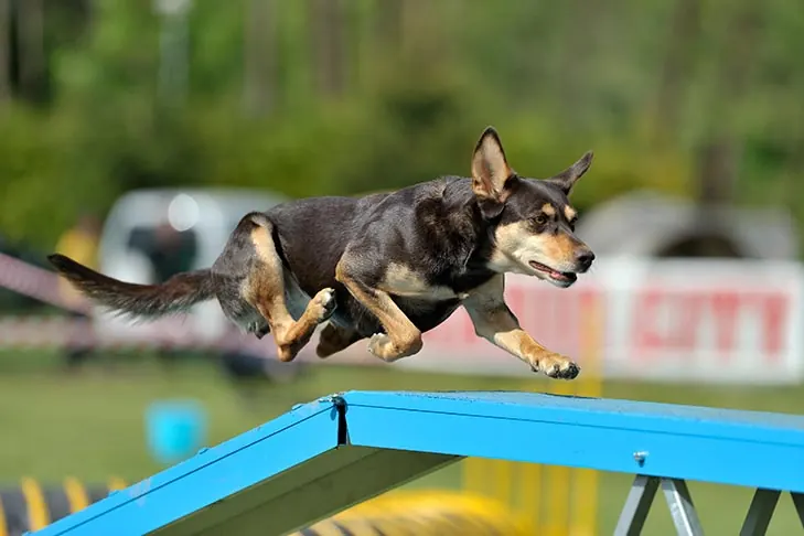 گالری تاریخچه کلپی کاری (Working Kelpie)