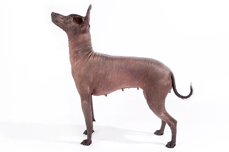 زولوایتزکوئینتلی (زولو) (Xoloitzcuintli)