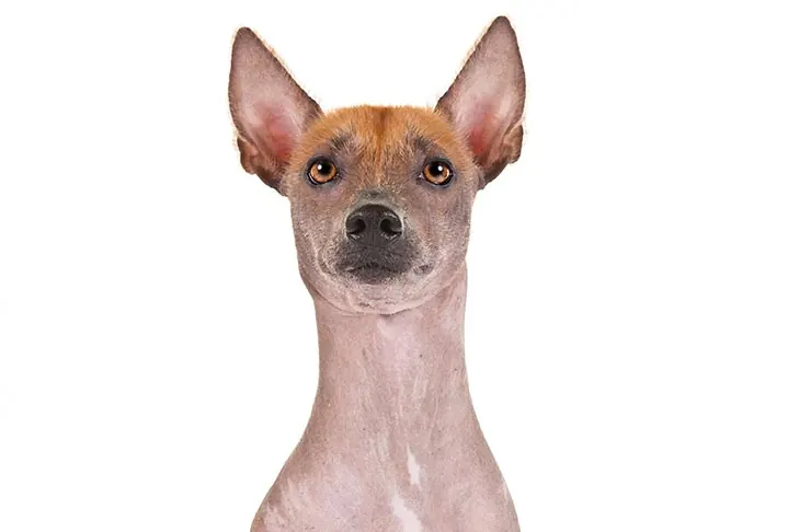 زولوایتزکوئینتلی (زولو) (Xoloitzcuintli)