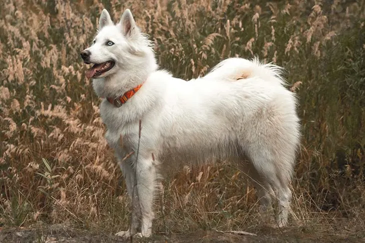 لایکای یاکوتیایی (Yakutian Laika)