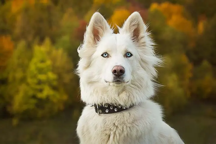 Yakutian Laika