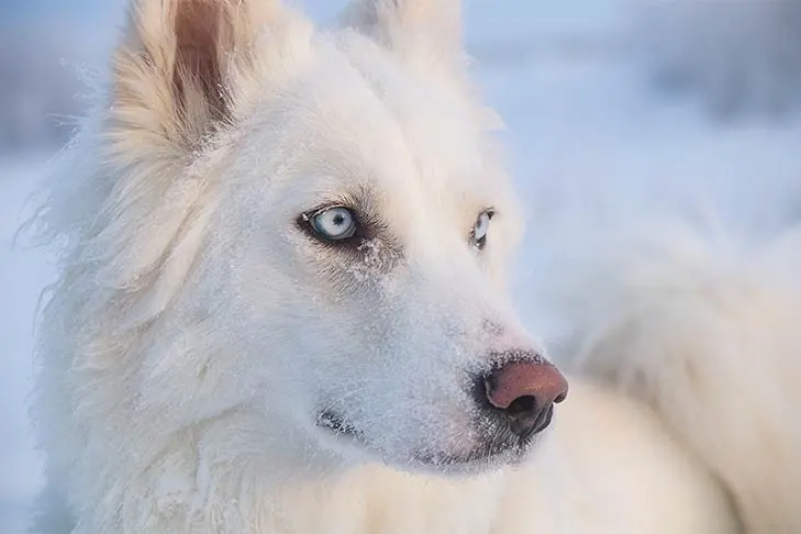 لایکای یاکوتیایی (Yakutian Laika)
