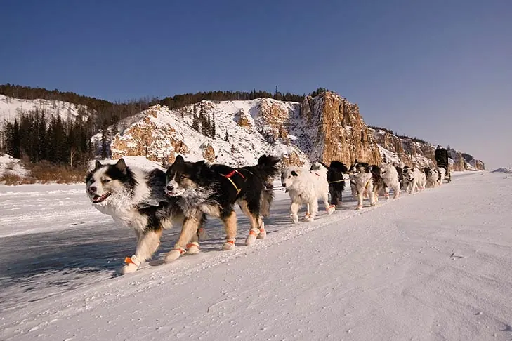 گالری تاریخچه لایکای یاکوتیایی (Yakutian Laika)