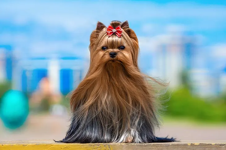 یورکشایر تریر (Yorkshire Terrier)